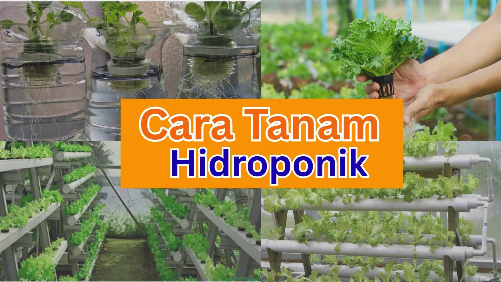 Cara Tanam Hidroponik - stie-labuhanbatu.ac.id
